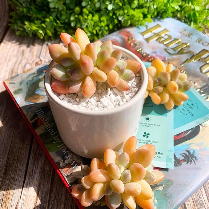 xPachyveria Elaine Rare Live Succulent Plants, 2-3 Heads 2.7" Orange, Bare Root Without Pot & Soil, Garden Indoor Office Desk Baby Shower Decoration, Friend Plant Lovers Gifts