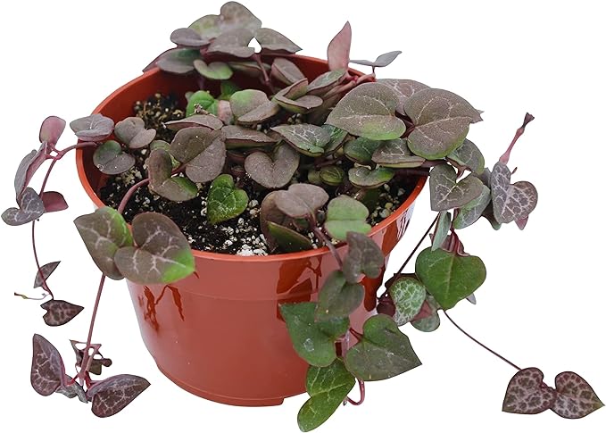 Live Succulent 4" String of Hearts, Succulents Plants Live, Succulent Plants Fully Rooted, Hanging House Plant for Home Office Decoration, DIY Projects, Party Favor Gift by The Succulent Cult