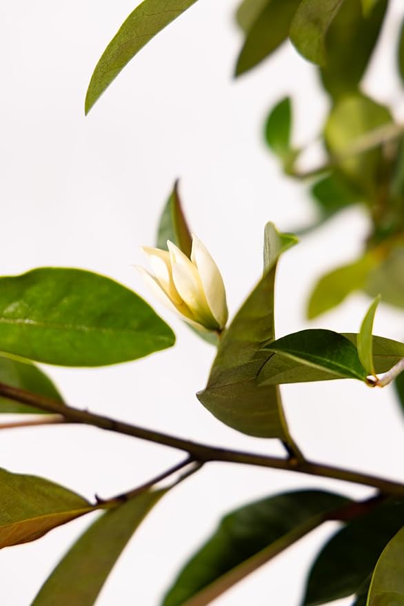 Fairy Magnolia Tree, Fragrant White Flowering Evergreen Shrub for Landscaping, Hedges & Gardens, Fast Growing Outdoor Plant, Spring Blooming Magnolia for Gardeners Can not Ship to CA, AK, AZ, PR