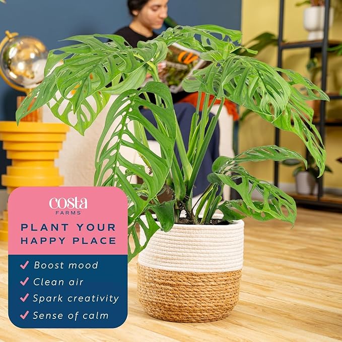 Costa Farms Monstera Esqueleto Live Plant in Decorative Pot, Large Indoor Houseplant, Perfect for Home, Room, or Office Decor, Great House Warming or Birthday Gift, 2-3 Feet Tall