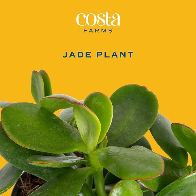 Costa Farms Jade Live Plant in Decorative Pot, Succulent Indoor Houseplant, Perfect for Home, Room, or Office Decor, Great House Warming or Birthday Gift, 4-6 Inches Tall