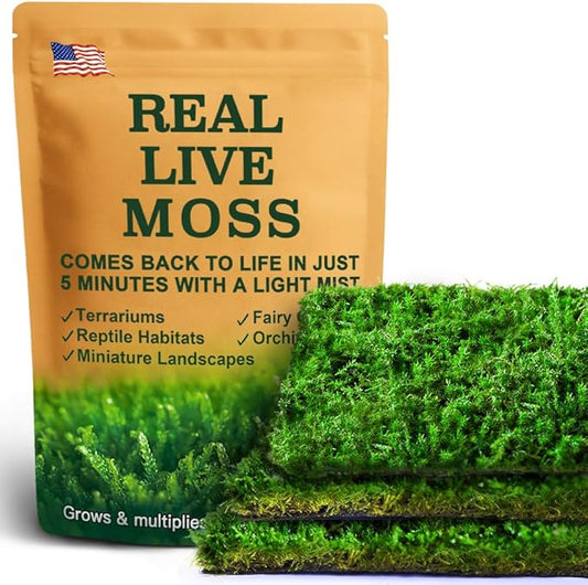 Live Moss – Brachythecium Moss (3 Sheets, Each Approx. 3.5"x7") for Terrariums, Moss Gardens, Plant Layouts & Natural Decor – Naturally Grown, Reusable, Not Artificial