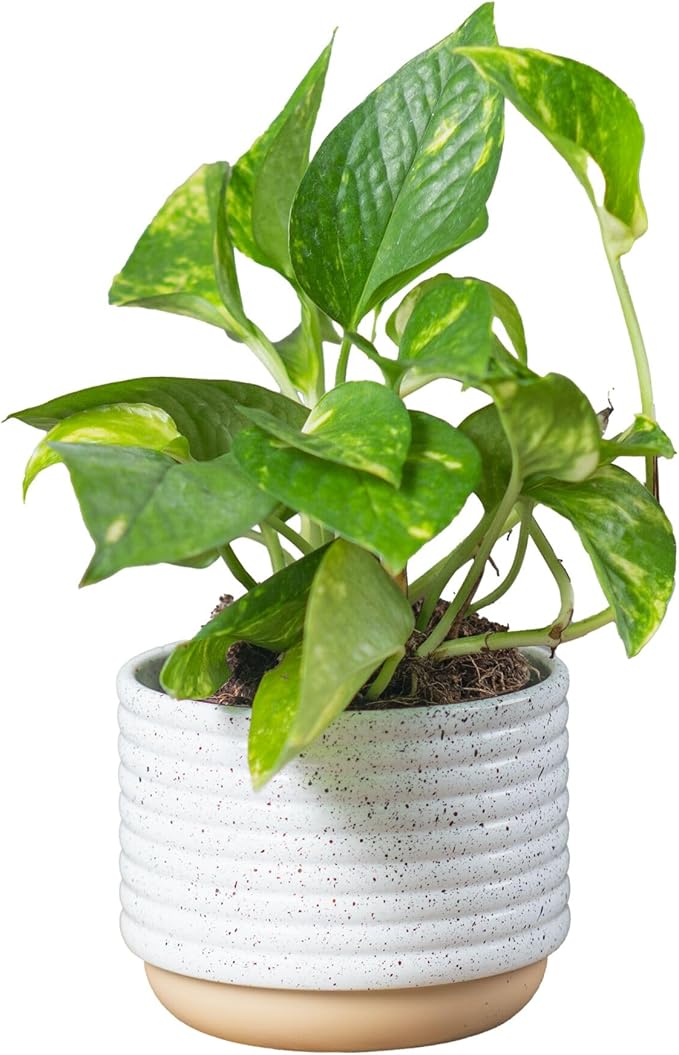 Costa Farms Golden Pothos Live Plant, Devil's Ivy in Decorative Pot, Easy to Maintain, Air Purifying Indoor Houseplant, Home, Room, or Office Decor, House Warming or Birthday Gift, 12-14 Inches Tall