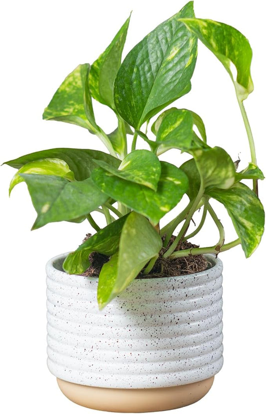 Costa Farms Golden Pothos Live Plant, Devil's Ivy in Decorative Pot, Easy to Maintain, Air Purifying Indoor Houseplant, Home, Room, or Office Decor, House Warming or Birthday Gift, 12-14 Inches Tall