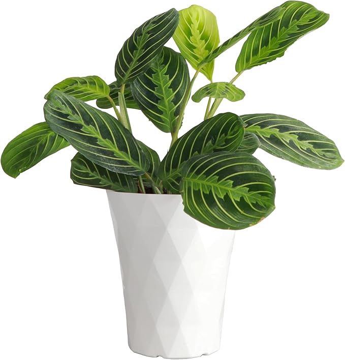 Thorsen's Greenhouse Lemon Lime Prayer Plant, Live Indoor Plant, Pet Friendly, Lemon Maranta, Natural Air Purifier, 4" Diameter Pot (White - Modern)