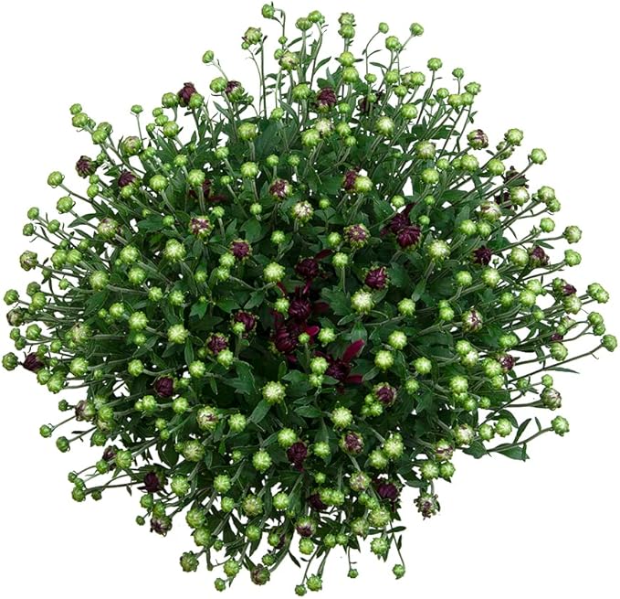 1G Purple Mum Plant, Chrysanthemum Flowers Gardening Fall Decor, Mums Plants Live, Fall Decorations Outdoor, Housewarming Gift Ideas, Real Live Plants Indoor Plants Live Houseplants By Plants for Pets