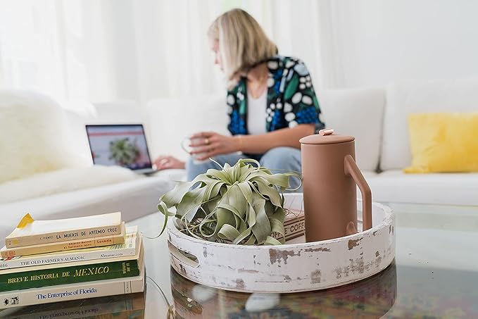 3 Pack Large Xerographica Air Plants 5 to 7 Inch Wide-Air Plants Live Tillandsia Succulent House Plants Holders-Available in Wholesale and Bulk-Home and Garden Decor-Easy Care Indoor Outdoor(