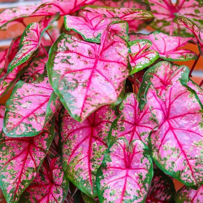 2 Caladium Plants Live for Planting, 4 to 6 Inc Tall, Caladium Live Plants Garden, 4 Inc Potted (Pink)