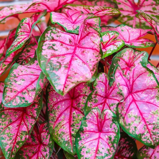 2 Caladium Plants Live for Planting, 4 to 6 Inc Tall, Caladium Live Plants Garden, 4 Inc Potted (Pink)