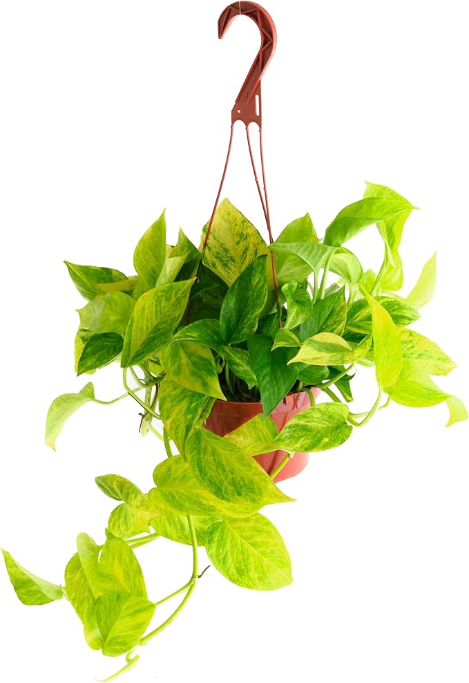Shop Succulents Pothos Neon Queen, Live Indoor Plant, Low Maintenance Houseplant with Vibrant Neon Green and White Variegated Leaves, Ideal for Home Decor, Office Plant, 6 Inch Nursery Pot