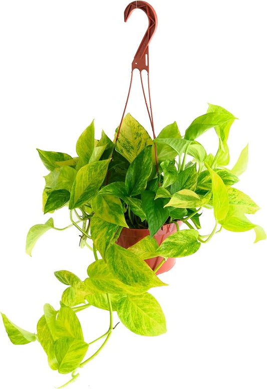 Shop Succulents Pothos Neon Queen, Live Indoor Plant, Low Maintenance Houseplant with Vibrant Neon Green and White Variegated Leaves, Ideal for Home Decor, Office Plant, 6 Inch Nursery Pot