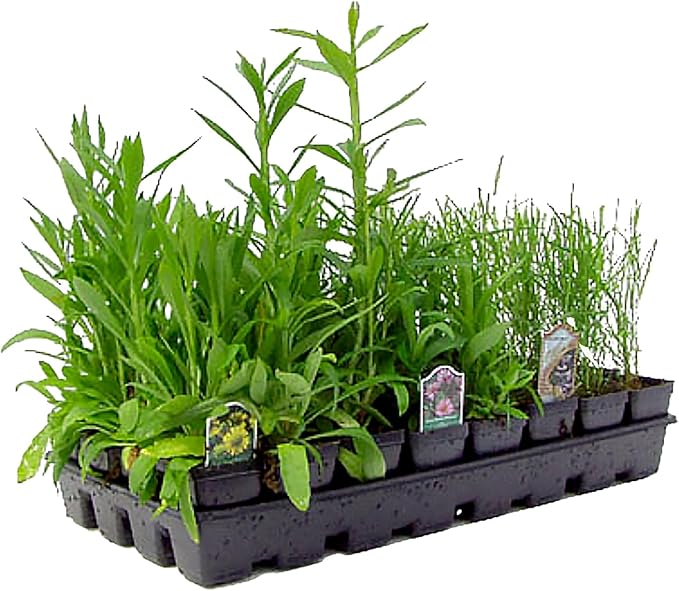 32 Live Outdoor Native Plants for Full Sun from My Home Park – Includes Aromatic Aster, Blue Mistflower, Lanceleaf Coreopsis, Mountain Mint & Purple Coneflower – Not Seeds – Easy to Grow Perennials