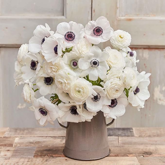 Eden Brothers Anemone & Ranunculus Bulbs - Moonlight Mix