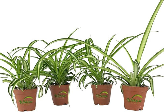 Enchanting Spider Plant - 4 Live Starter Plants in 2 Inch Pots - Chlorophytum Comosum - Nature's Green Symphony for Your Home