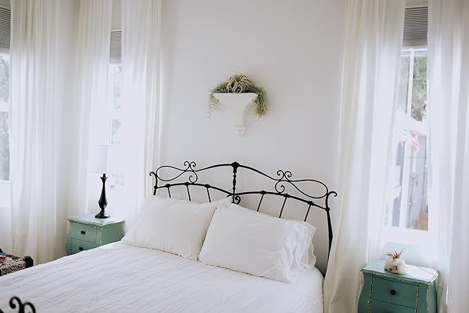 Air Plant Shop 3 Pack Purple Sea Urchins with Assorted Air Plants - Succulents - Live Tillandsia - Easy Care Indoor and Outdoor House Plants