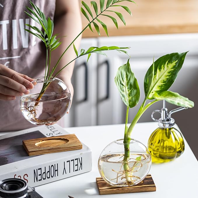 Glass Planter Propagation Station with Wooden Base - Clear Oblate Hydroponic Vase, Decorative Desktop Flower Vase for Home, Office, Windowsill - Gift for Plant Lovers (6)