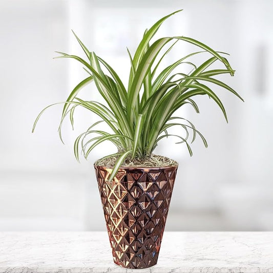 Easy to Grow Spider Plant Variegated - 1 Potted Houseplant Placed in a Rose Gold Color Vase Pot, Low-Maintenance Indoor Outdoor
