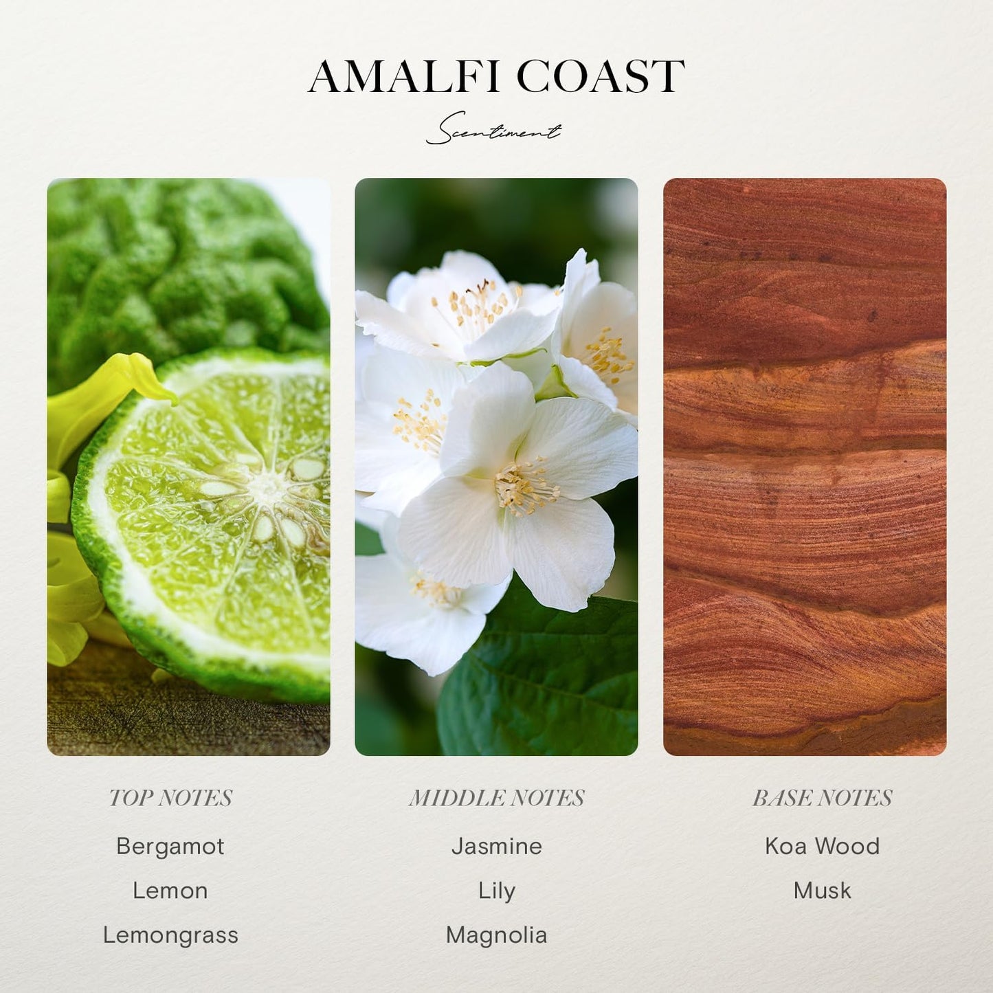 Diffuser Oil - Amalfi Coast | Aromatherapy Fragrance | Inspired by W Hotels® | Notes of Bergamot, Lemongrass, Jasmine, Lily, Magnolia & Koa Wood (50 mL)