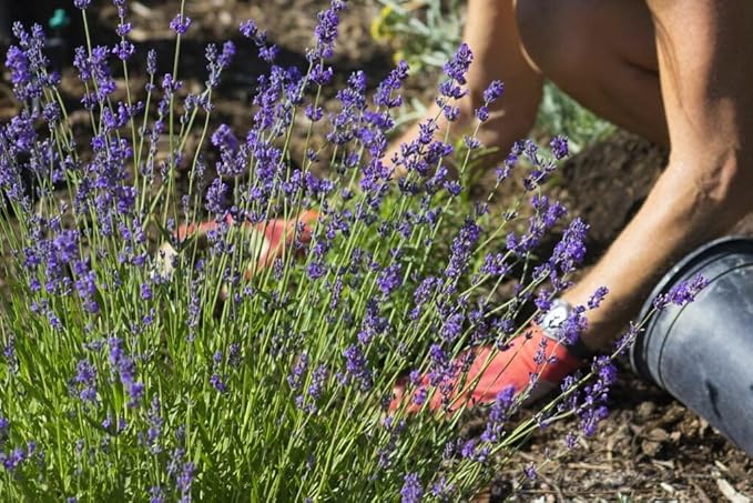 Premium Lavender Potting Mix - Nourish Your Lavender Plants for Beautiful Blooms - 1 Quart