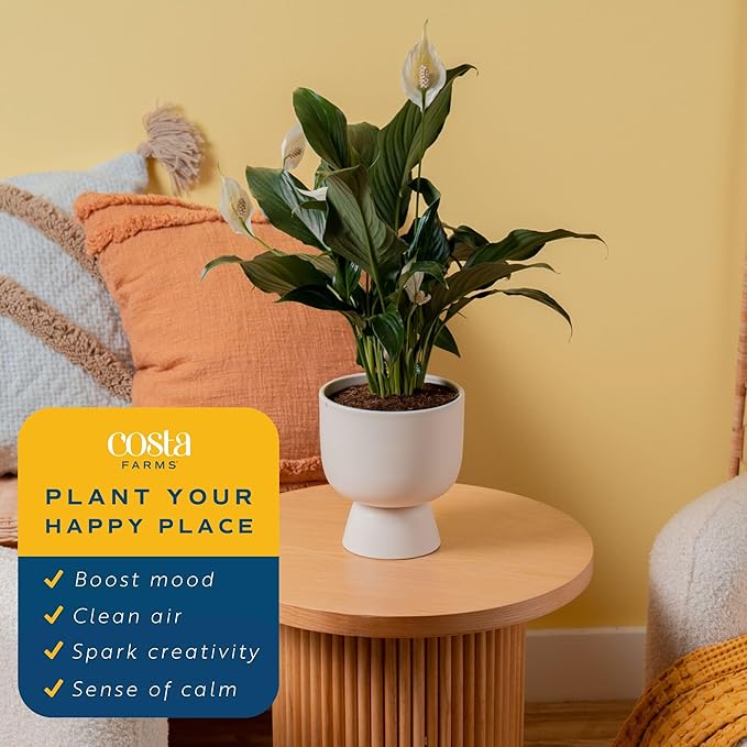 Costa Farms Peace Lily Live Plant in Decorative Pot, Air Purifying Flowering Indoor Houseplant, Perfect for Home, Room, or Office Decor, Great House Warming or Birthday Gift, 14-24 Inches Tall
