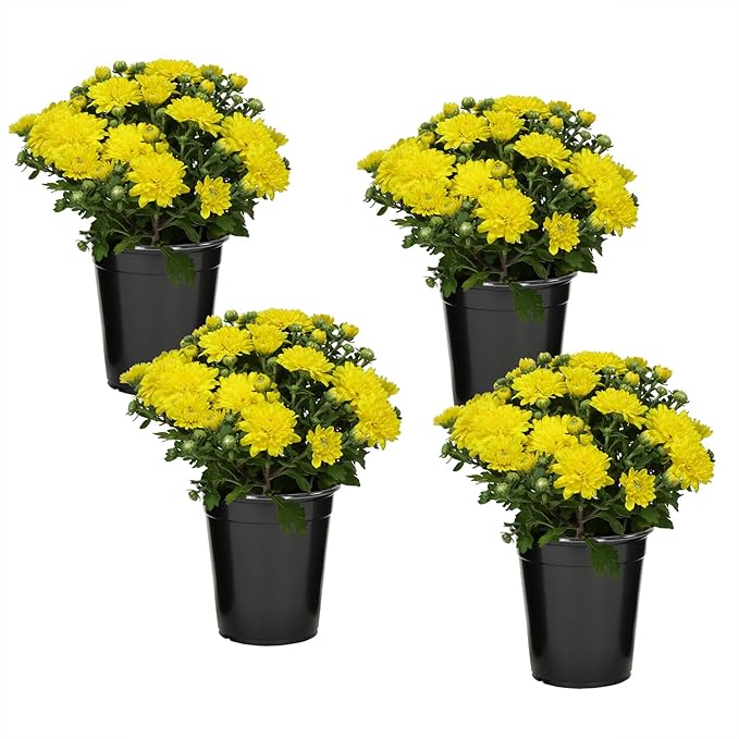 Altman Plants Yellow Chrysanthemum Plants Live Mums Plant (4PK) in 1 Quart Pots, Outside Garden Flowers for Fall, Outdoor Flowering Hardy Mum Outdoor Plant Pack, Easy Care