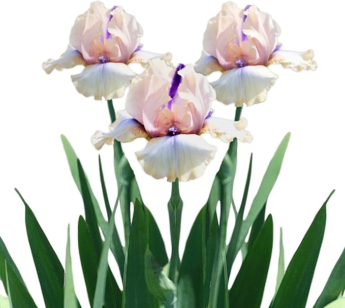 Easy to Grow Bearded Iris Concertina - 3 Plant Bulbs Rhizomes, Light Pink Blush Flowers in Spring to Fall, Full Sun Low Maintenance