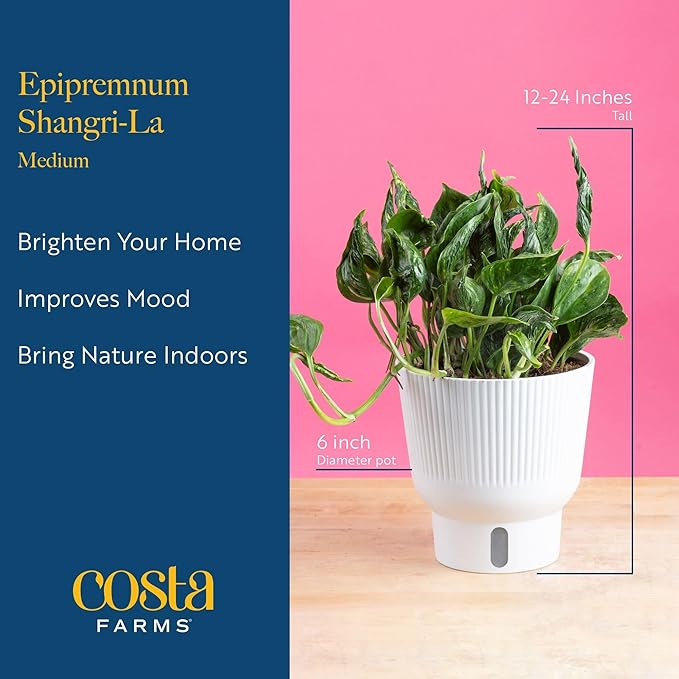 Costa Farms Shangri-La Pothos Live Plant in Self Watering Pot, Air Purifying Indoor Houseplant, Perfect for Home, Room, or Office Decor, Great House Warming or Birthday Gift, 12-22 Inches Tall