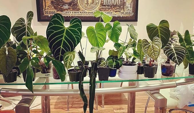 Premium Aroid Potting Mix - Soil Free Blend for Aroids - Growing Medium for House Plants by Gardenera - (1 Quart Bag)