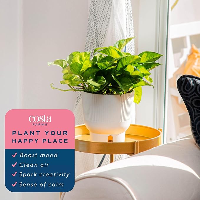 Costa Farms Global Green Pothos Live Plant in Self Watering Pot, Air Purifying Indoor Houseplant, Perfect for Home, Room, or Office Decor, Great House Warming or Birthday Gift, 10-12 Inches Tall