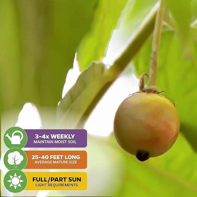 Yellow Jamaican Cherry Tree - Muntingia calabura by Wellspring Gardens - Vibrant, Hardy, Ornamental, Sustainable, Easy-Care, Sweet-Fruited, Edible-Cherry, Backyard-Beauty - Starter Plant