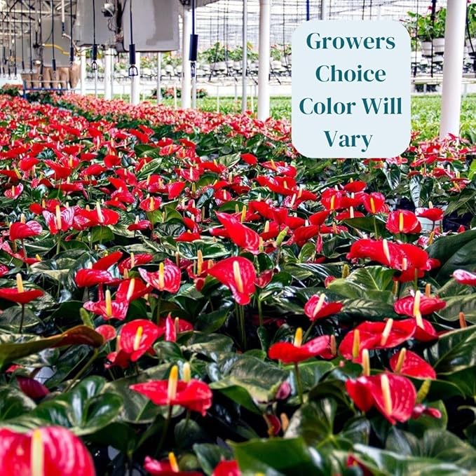 Vibrant Large Anthurium Live Plant — Indoor Flowering House Plants for Live Houseplants, Air Purifying Real Plants, Colorful Anthuriums Live Indoors, Perfect Live Indoor House Plant