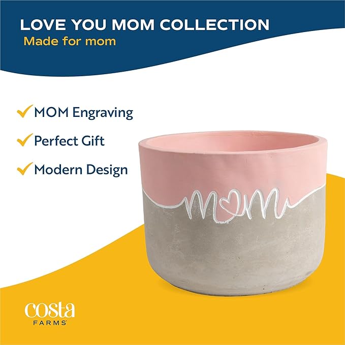 Costa Farms Calathea Live Plant in Decorative Pot, Indoor Houseplant, Assorted Variety, Perfect for Home, Room, or Office Decor, Great House Warming or Birthday Gift, 12-18 Inches Tall