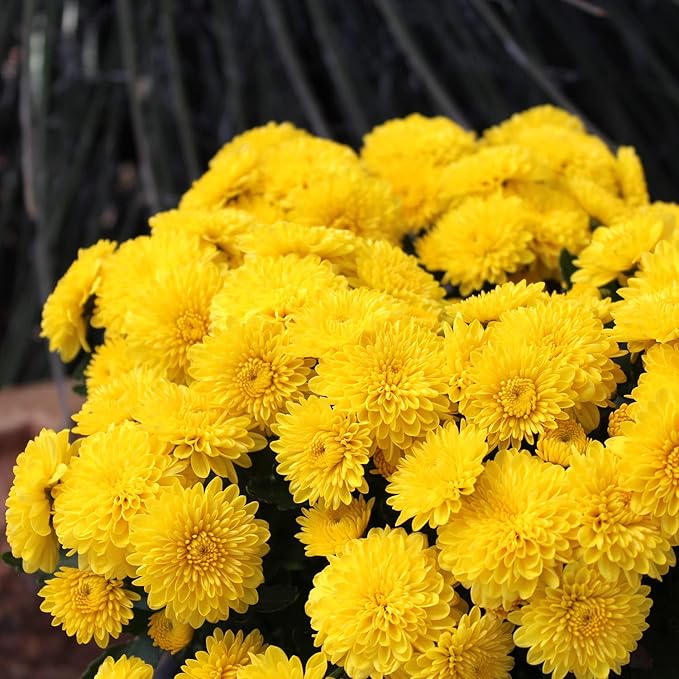 1G Yellow Mum Plant, Chrysanthemum Flowers Gardening Fall Decor, Mums Plants Live, Fall Decorations Outdoor, Housewarming Gift Ideas, Real Live Plants Indoor Plants Live Houseplants By Plants for Pets