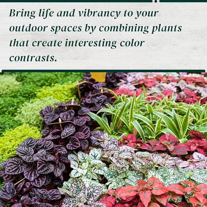 Polka Dot Plant Collection (4-Pack) - Live Houseplants, Small Indoor Plants, Hypoestes (Red, White, Rose, and Pink) - Colorful, Air-Purifying House Plants (Collection)