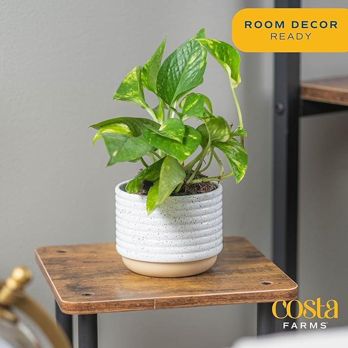 Costa Farms Golden Pothos Live Plant, Devil's Ivy in Decorative Pot, Easy to Maintain, Air Purifying Indoor Houseplant, Home, Room, or Office Decor, House Warming or Birthday Gift, 12-14 Inches Tall