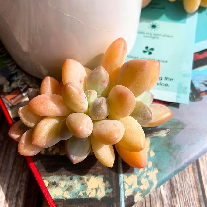 xPachyveria Elaine Rare Live Succulent Plants, 2-3 Heads 2.7" Orange, Bare Root Without Pot & Soil, Garden Indoor Office Desk Baby Shower Decoration, Friend Plant Lovers Gifts