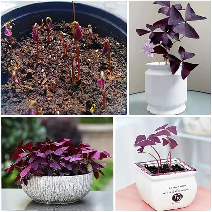 20Pcs Oxalis Bulbs for Planting Purple Shamrocks Bulbs Triangularis Lucky Lovely Flowers Oxalis Triangularis for Pots, Indoor, Outdoor, Garden, Easy to Grow