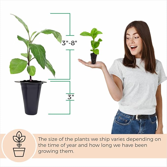 Longevity Spinach Plant (4 Pack) | Real Live Vegetable Plant for Sale | Nutrient-Rich Superfood | Easy to Grow Live Plant for Home Gardens, Organic Landscaping, and Indoor or Outdoor Planting