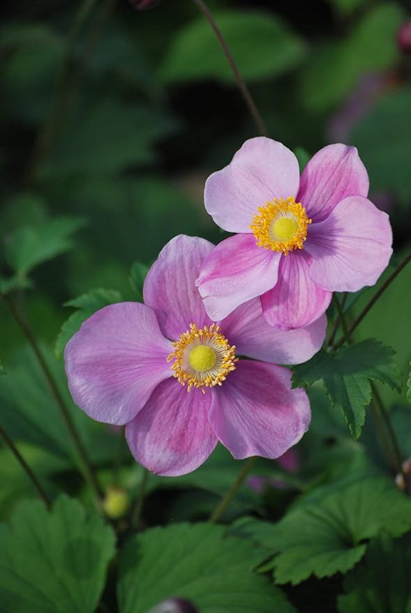 Perennial Farm Anemone Tomentosa 'Robustissima' – Live Windflower Perennial in #1 Container, Soft Pink Blooms, Vigorous & Hardy, Long Blooming, Deer Resistant, Ideal for Borders & Late Summer Color