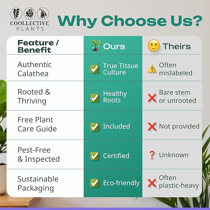 Calathea Plant Live in 4″ Grower’s Pot – Assorted Indoor House Plants, Easy Care Indoor Plants, Starter Plant for Beginners (4-Pack)