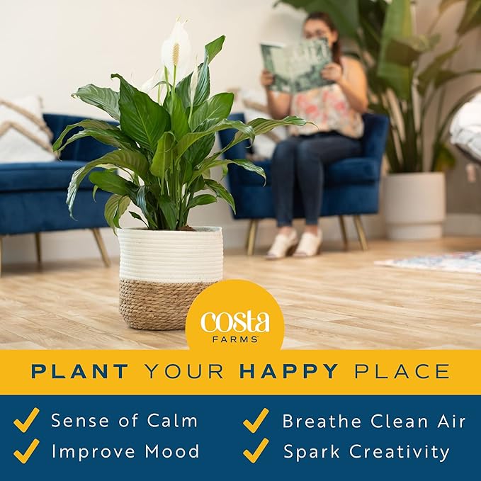 Costa Farms Peace Lily Live Plant in Decorative Pot, Large Air Purifying Flowering Indoor Houseplant, Perfect for Home, Room, or Office Decor, Great House Warming or Birthday Gift, 2-3 Feet Tall