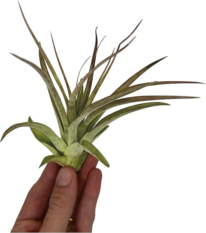 Air Plants - Tillandsia Brachycaulos Multiflora, Jumbo 5-7" - 2 ct - Live Arrival Guaranteed - House Plants for Home Decor & Gift