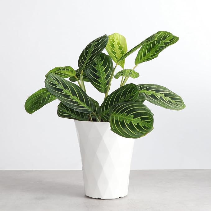 Thorsen's Greenhouse Lemon Lime Prayer Plant, Live Indoor Plant, Pet Friendly, Lemon Maranta, Natural Air Purifier, 4" Diameter Pot (White - Modern)