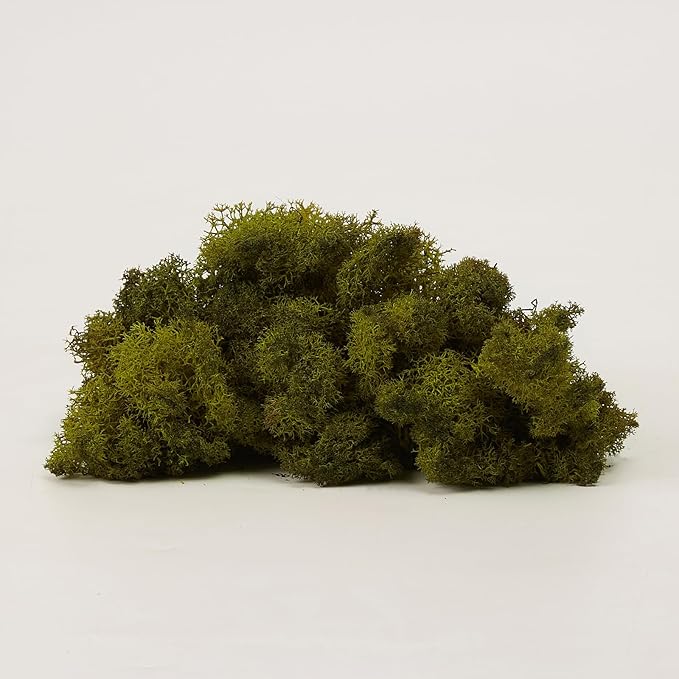 Preserved Reindeer Moss Natural Green DIY Kit Gardenning Art Wall Decor Florist Decor Easter Table Decor Wedding