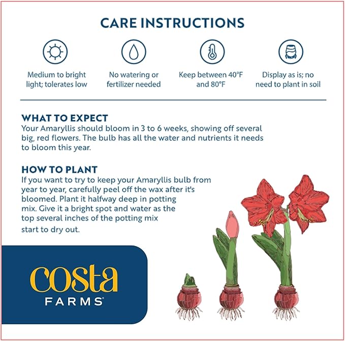 Costa Farms Amaryllis Live Plant in Bulb, Easy to Maintain Flowering Indoor Houseplant, Perfect for Christmas, Holiday Room Decor, Great House Warming or Birthday Gift