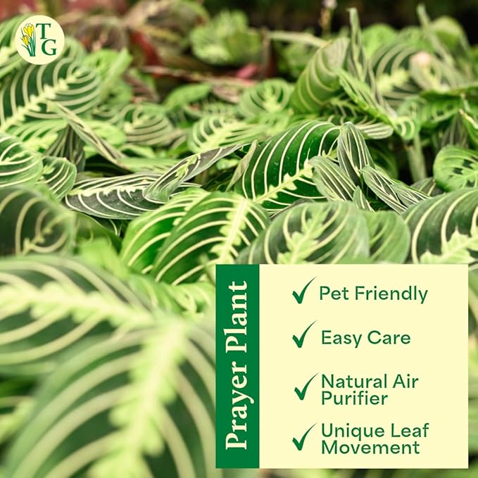 Thorsen's Greenhouse Lemon Lime Prayer Plant, Live Indoor Plant, Pet Friendly, Attractive Houseplant, Lemon Maranta, Natural Air Purifier, Easy to Grow, 4" Diameter Pot (Growers Pot)