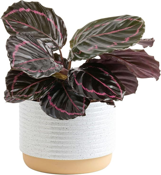 Costa Farms Calathea Dottie Live Plant in Self Watering Pot, Indoor Houseplant, Perfect for Home, Room, or Office Decor, Great House Warming or Birthday Gift, 12-18 Inches Tall