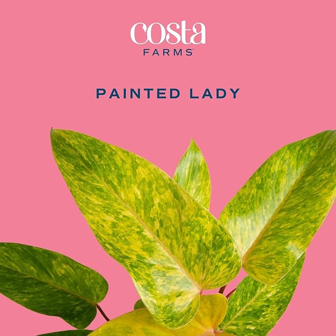 Costa Farms Philodendron Painted Lady Live Plant in Self Watering Pot, Air Purifying Indoor Houseplant, Home, Room, or Office Decor, House Warming or Birthday Gift, 12-16 Inches Tall
