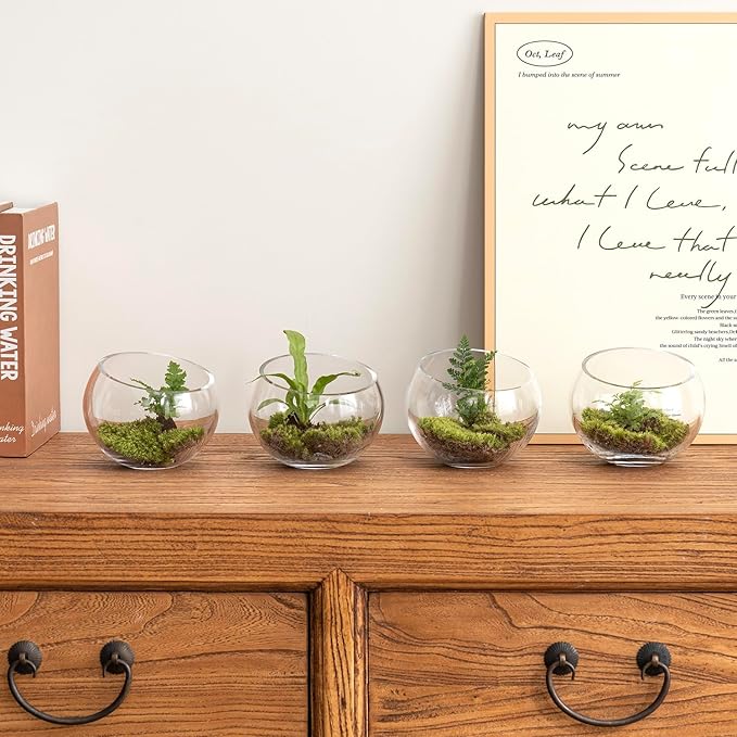 MyGift Premium Hotel Series 5 Inch Round Clear Glass Air Plant Terrariums, Mini Candy Bowl Jars, Tealight Candle Holders, Succulent Cactus Vases, Set of 4