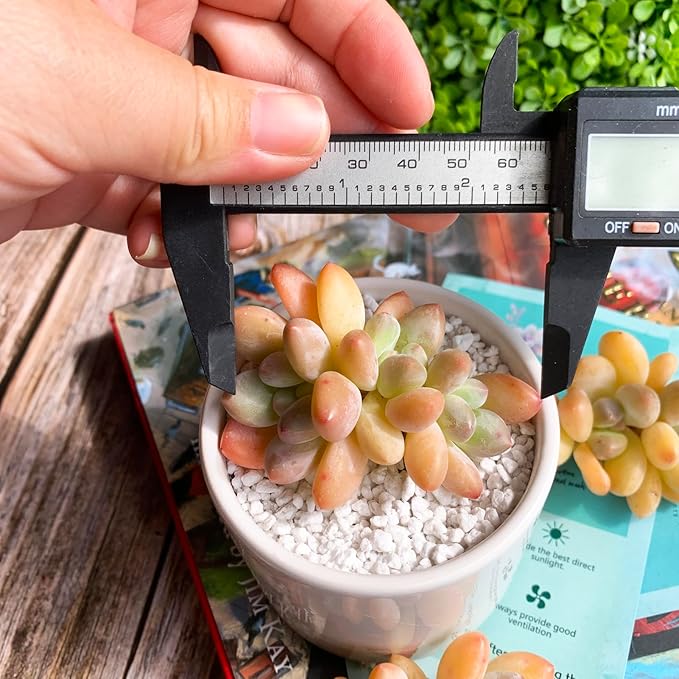 xPachyveria Elaine Rare Live Succulent Plants, 2-3 Heads 2.7" Orange, Bare Root Without Pot & Soil, Garden Indoor Office Desk Baby Shower Decoration, Friend Plant Lovers Gifts